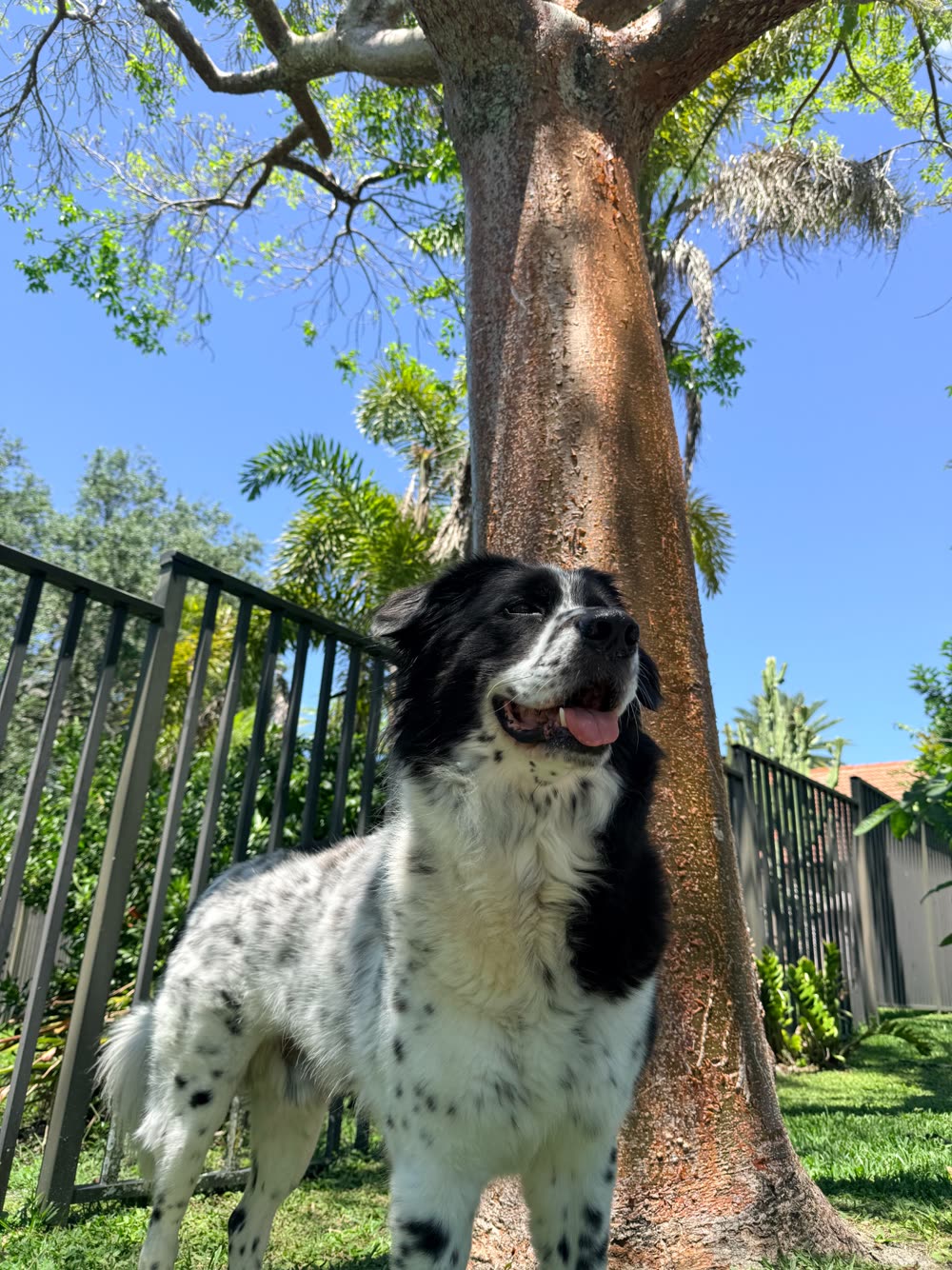 Shelby's black and white dog outdoors in South Florida